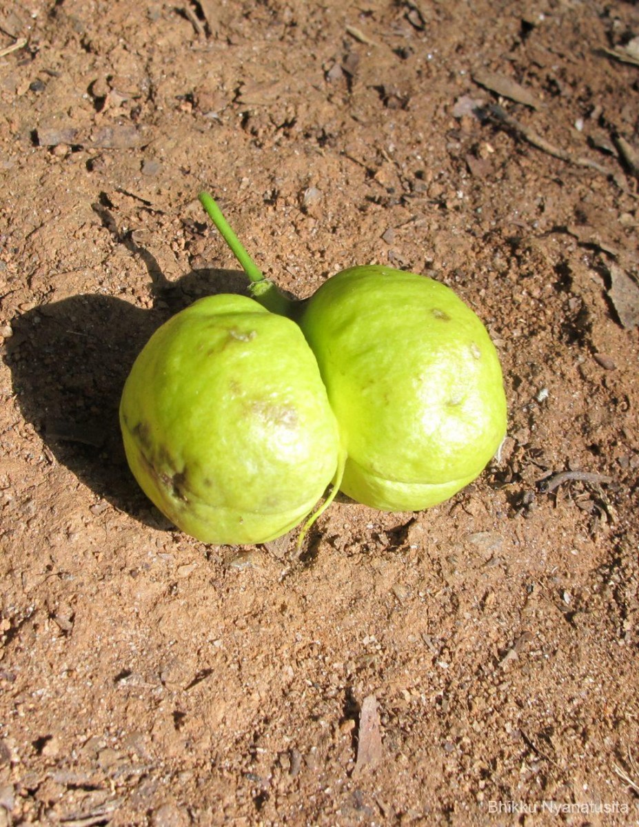 Harpullia arborea (Blanco) Radlk.